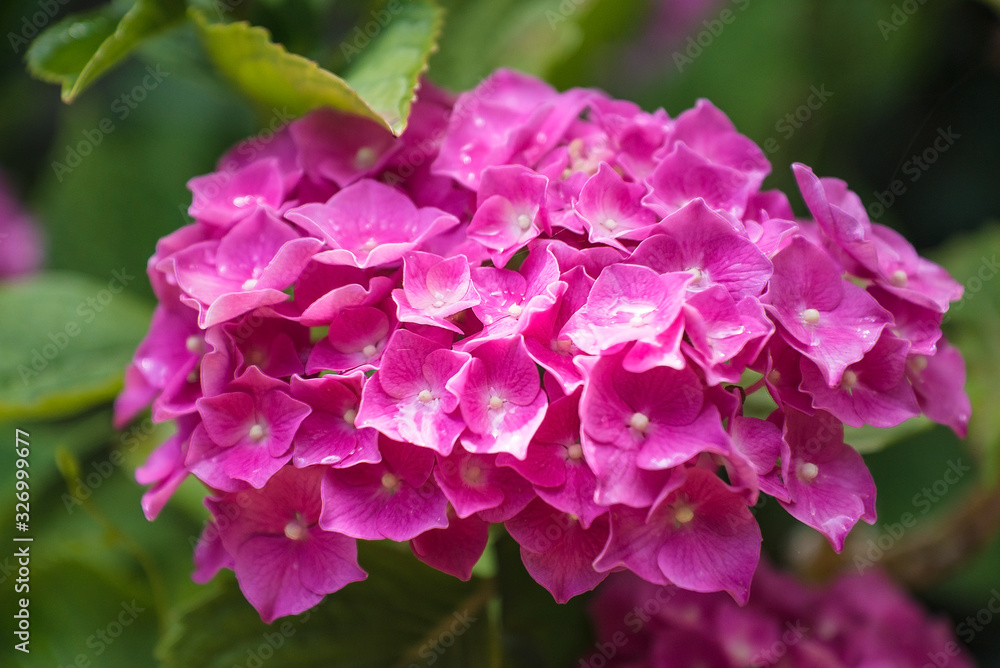 Beautiful bunch of purple hydrangea flowers with raindrops close up