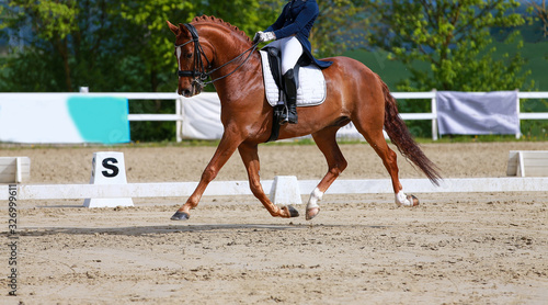 Dressage horse with rider in a class M dressage test, photographed during the hovering phase in a strong trot..