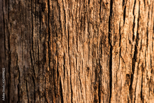 Natural bark texture background material. For Design. Old Wood Tree Background Pattern. dry tree bark close up.