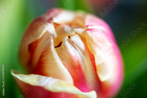 spring background. bud of red and yellow tulip close-up