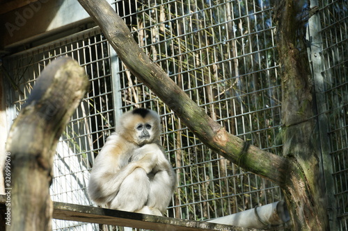 Northern white-cheeked gibbon (Nomascus leucogenys) crouched among tree branches in his cage with a very sad expression on his face