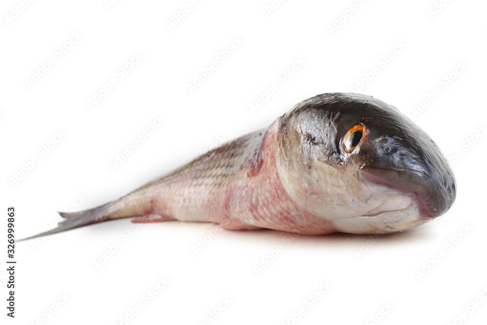 Fototapeta premium Pelengas (So-iuy mullet)