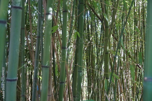 Bamboo trees as background with close up of trunks without leaves