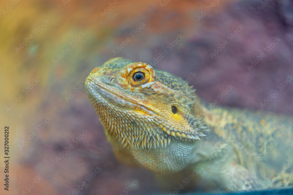 Fototapeta premium lizard on a rock