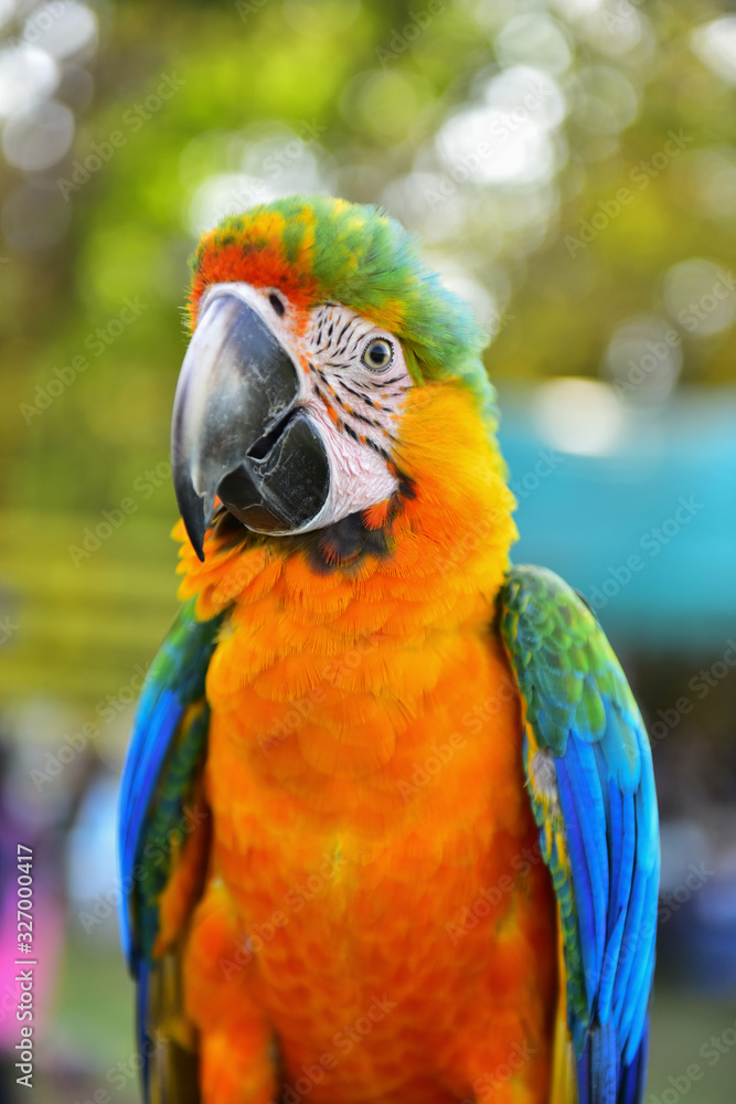 Herlequin parrots bird  macaw vivid rainbow colorful animal.(Scientific Name : Psittacus torquata)
