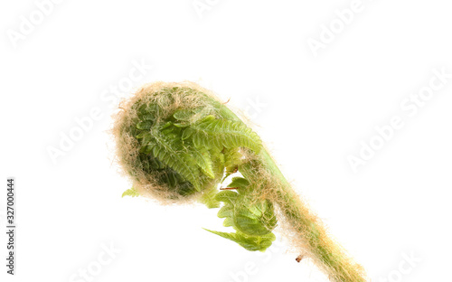 Fern sprout isolated on white photo