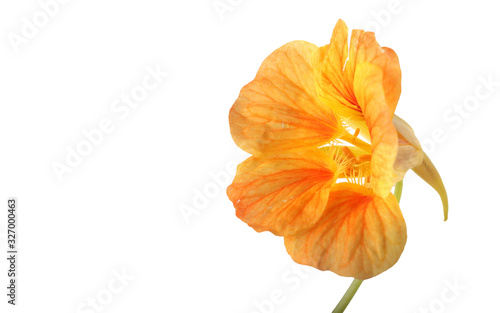 Growing nasturtium isolated on white photo