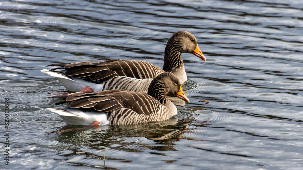 Obraz premium Graugänse