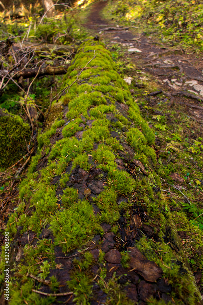 Fallen larch tree covered in moss, close up