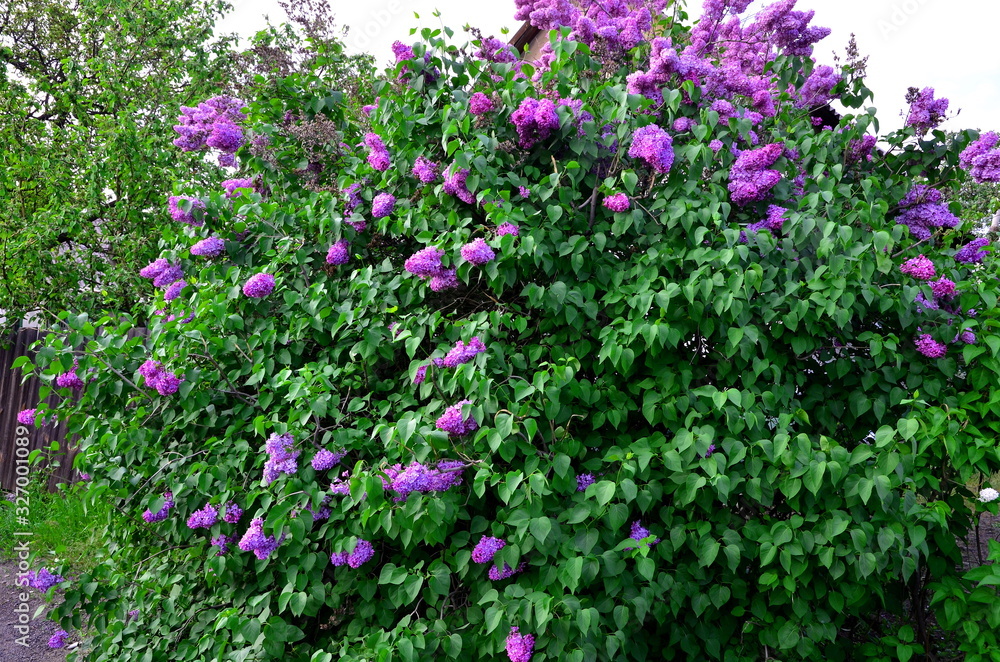 A large bush of blooming lilacs.