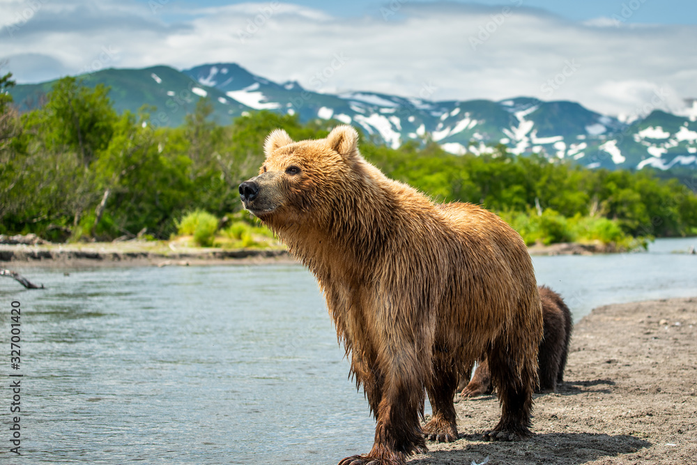 Fototapeta premium Ruling the landscape, brown bears of Kamchatka (Ursus arctos beringianus)