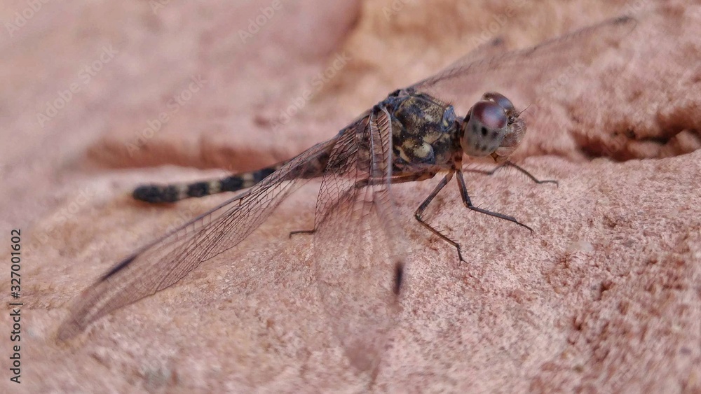Image of the dragonfly - 'Bradinopyga' captured at Jodhpur, India. Image of the dragonfly - 'Bradinopyga' captured at Jodhpur, India.