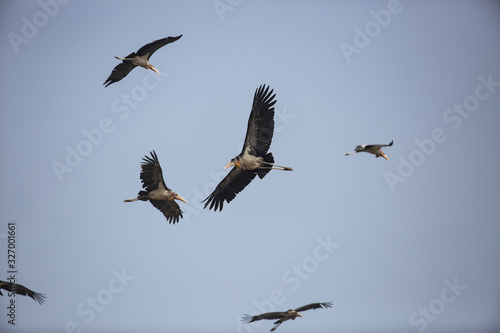 greater adjutant storks