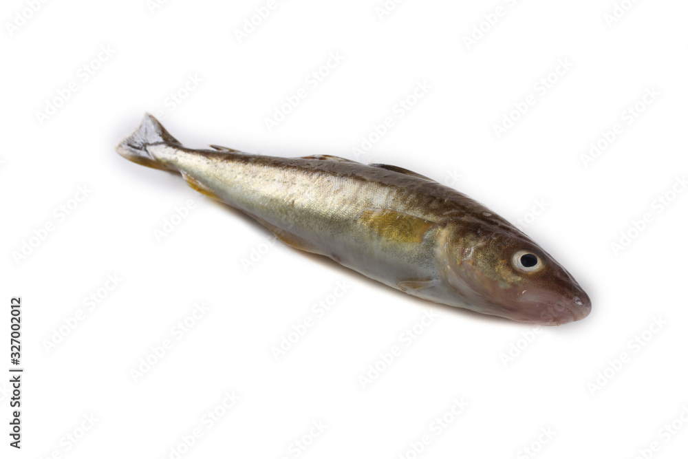 Saffron cod isolated on white