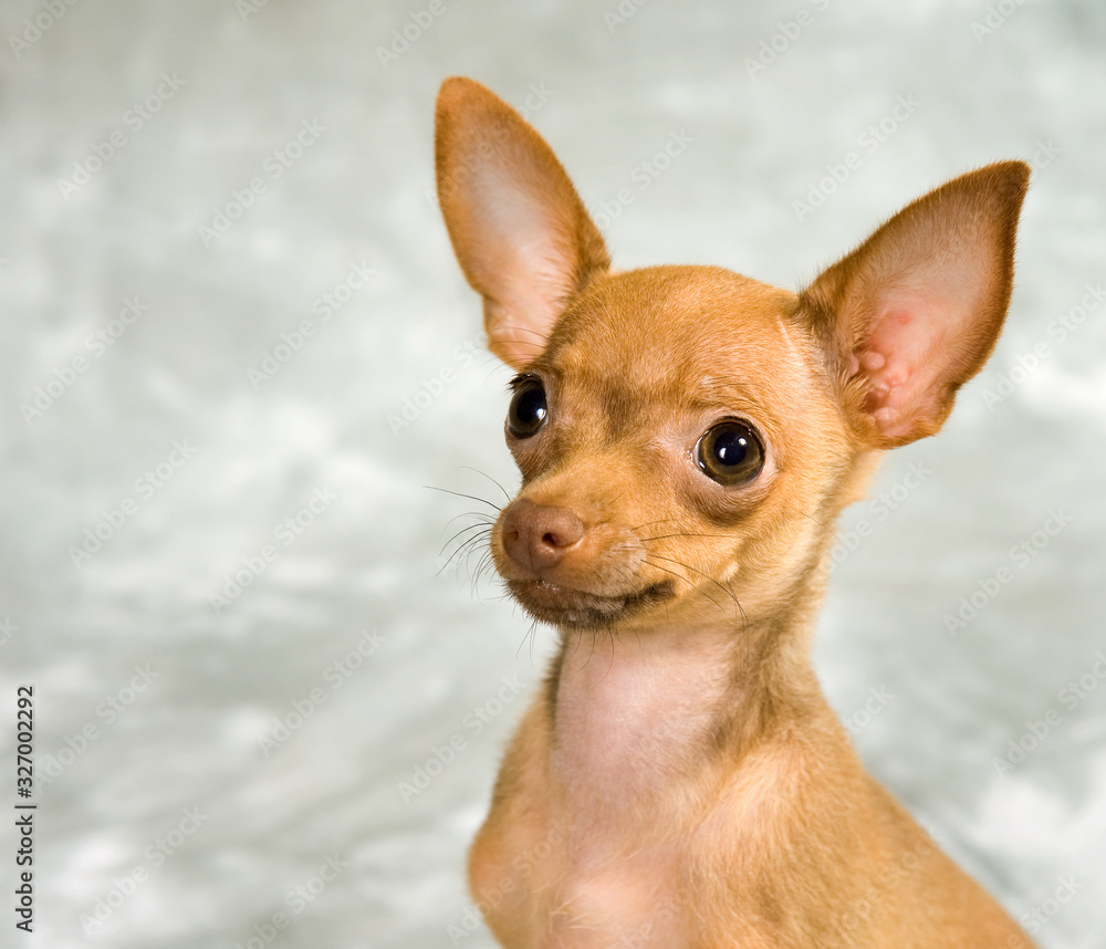 Russian toy terrier