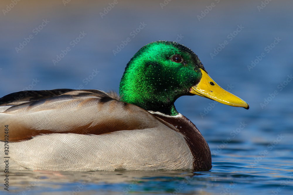 Male mallard duck close up