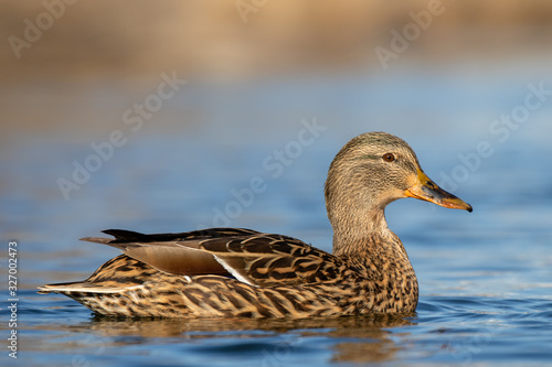 Obraz na płótnie Female mallard duck w salonie