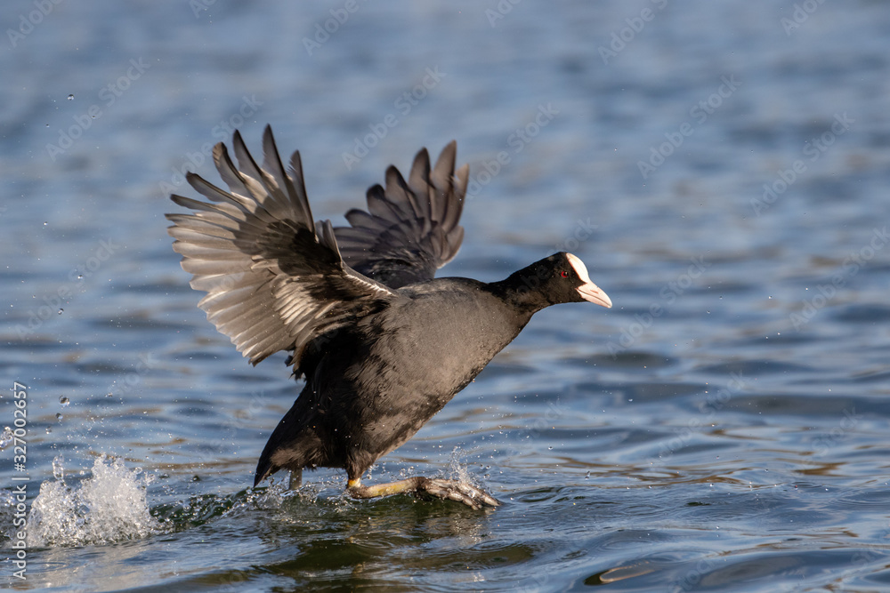 Water coot taking off