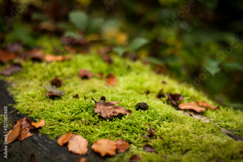 nature background with green moss on a dead wood