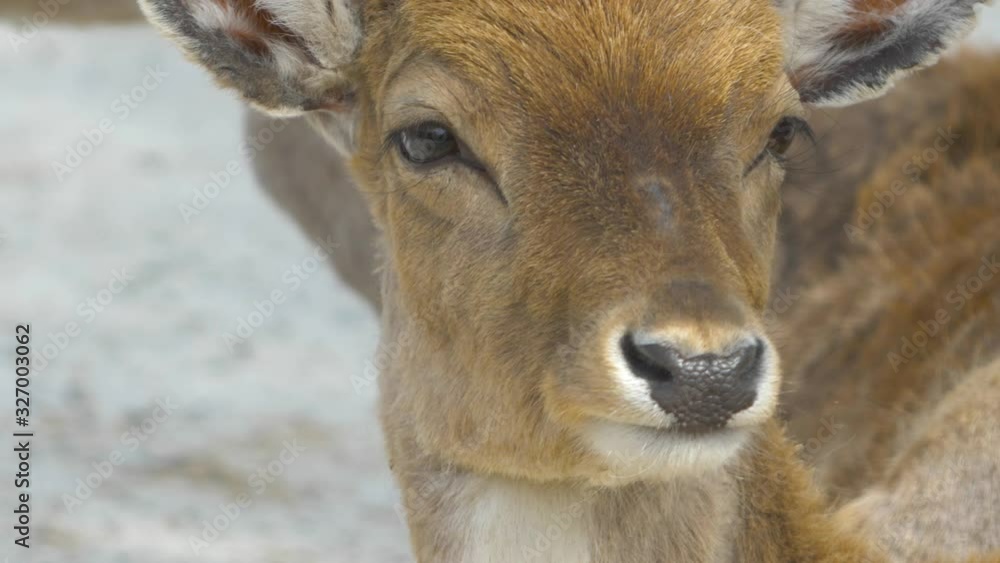 a Steppe deer's snout close-up a Steppe deer's snout close-up