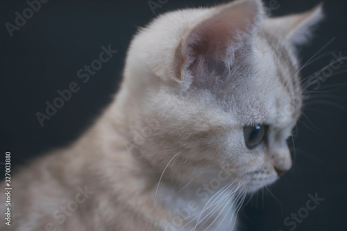 Portrait of a beautiful cat Scottish Straight, closeup, isolated