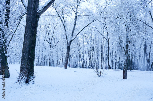 beautiful winter park with snowy trees
