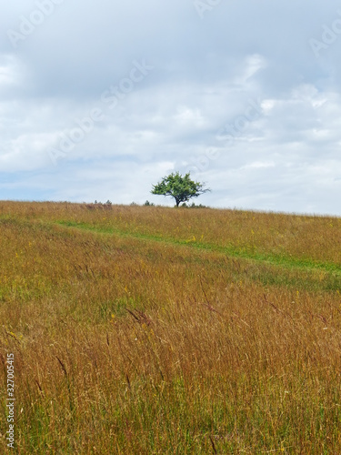 Field with a Tree