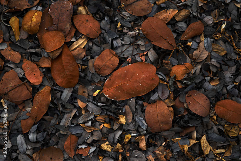 The fall brown and black leaves The fall brown and black leaves