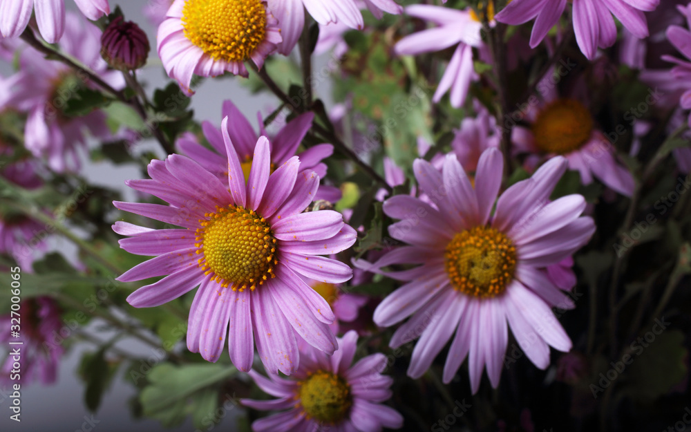 Chrysanthemum flowers