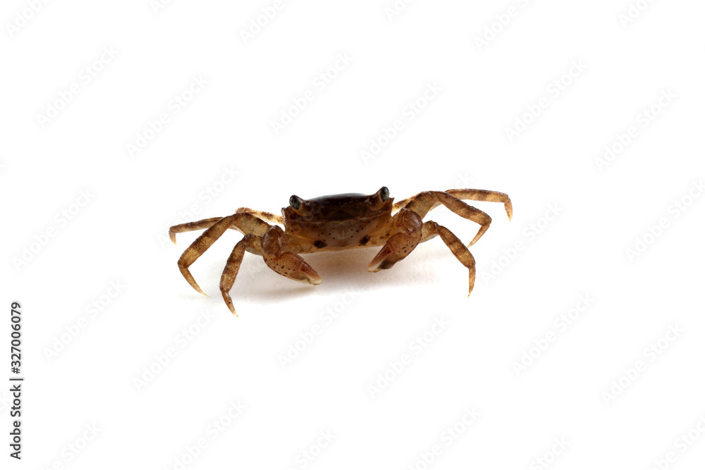 Little crab