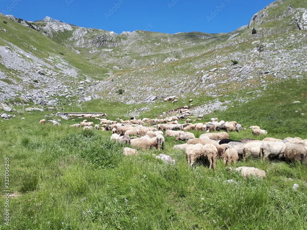 Fototapeta premium Herd of sheeps in the valley