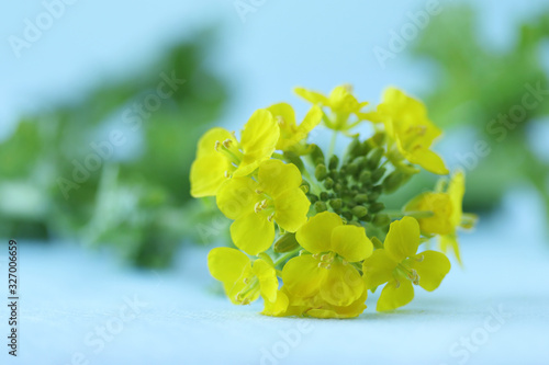 可愛い”菜の花”の花束 （ブルーバック）