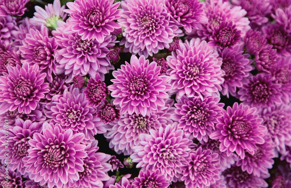 Chrysanthemum flowers as a beautiful autumn background. Fall theme concept backdrop Chrysanthemum flowers as a beautiful autumn background. Fall theme concept backdrop