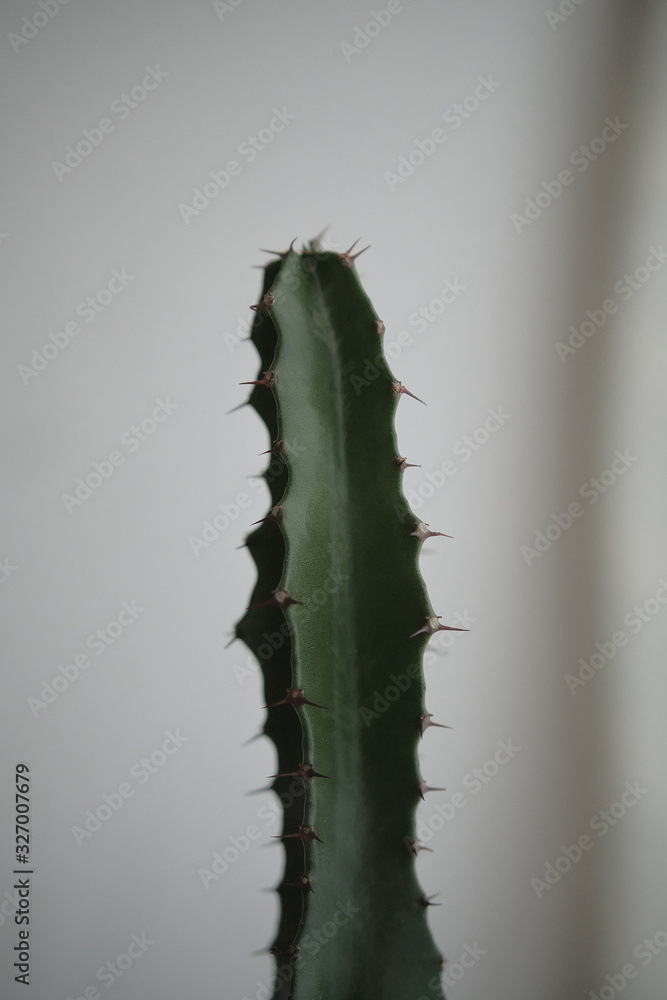 Naklejka premium green cactus in front of white wall