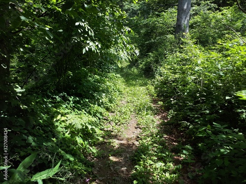 Hiking trail surrounded with forest