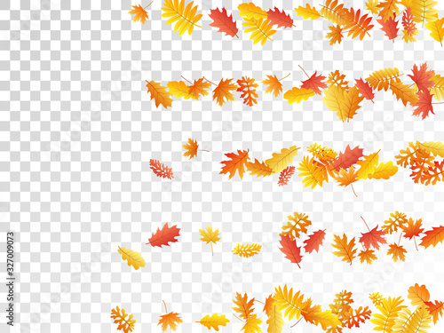 Oak, maple, wild ash rowan leaves vector, autumn foliage on transparent background.