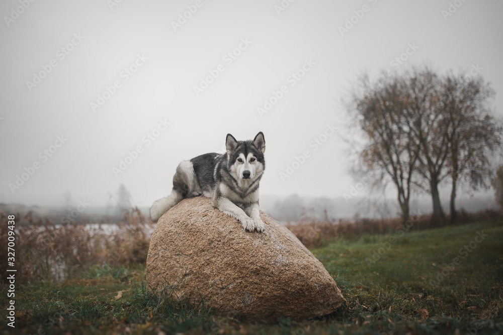 Fototapeta premium Alaskan Malamute dog on a stone