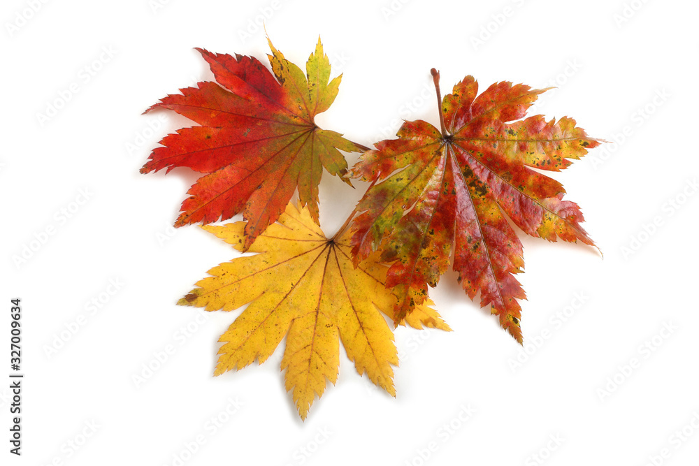 Fototapeta premium Multicolor autumn maple leaves
