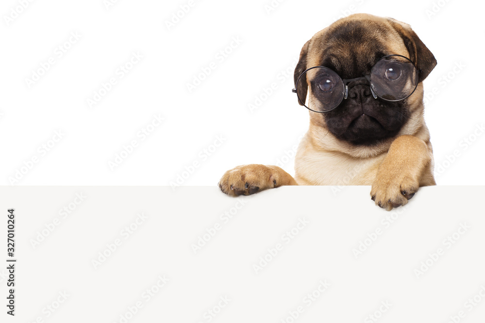 Pug puppy wearing glasses with a sheet of white paper Pug puppy wearing glasses with a sheet of white paper