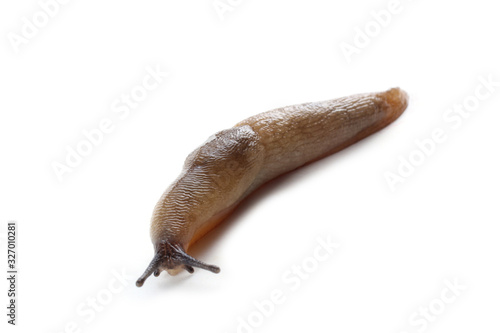 Slug isolated on white