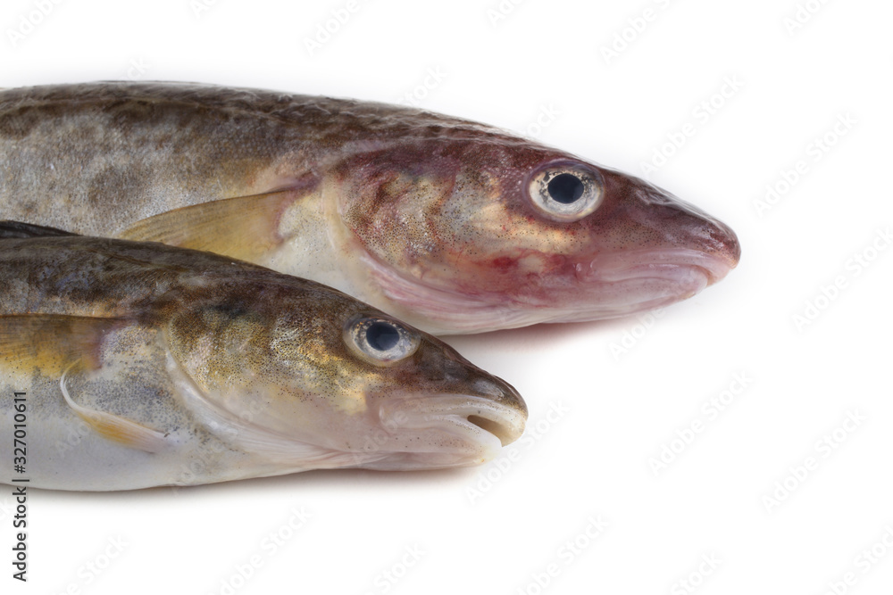 Saffron cod isolated on white