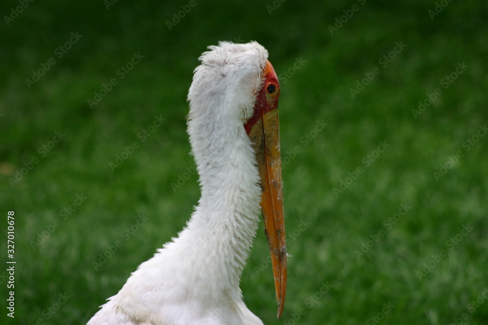 Fototapeta premium Cigogne