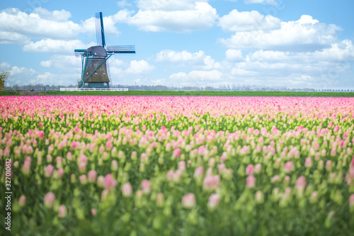 Tulips fields and windmill near Lisse, Netherlands.