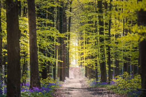 Halle forest during springtime  with bluebells carpet. Halle  Bruxelles district  Belgium