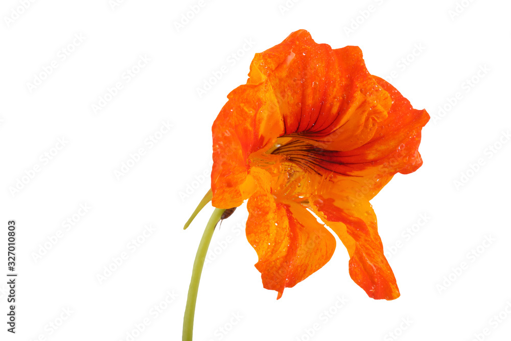 Growing nasturtium isolated on white Growing nasturtium isolated on white