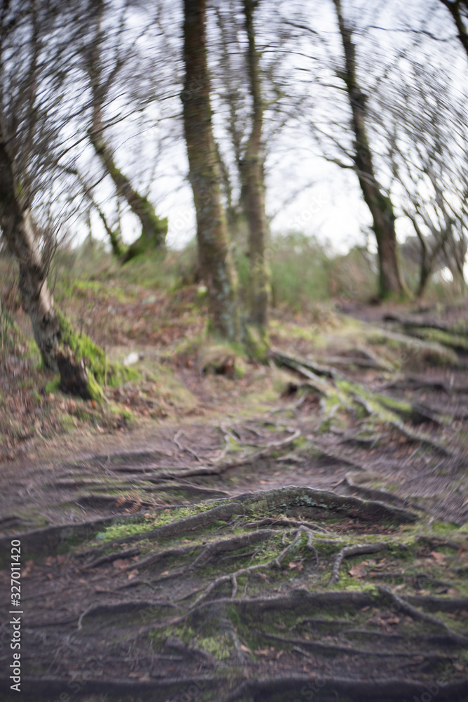 tree branches with intentional blur for drama tree branches with intentional blur for drama