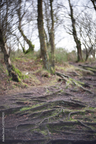 tree branches with intentional blur for drama