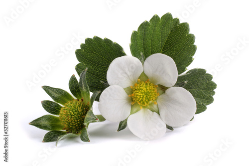 Straeberry flower and unripe berry