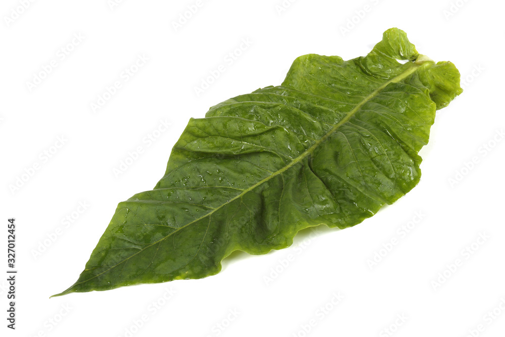 Tobacco leaf isolated on white Tobacco leaf isolated on white