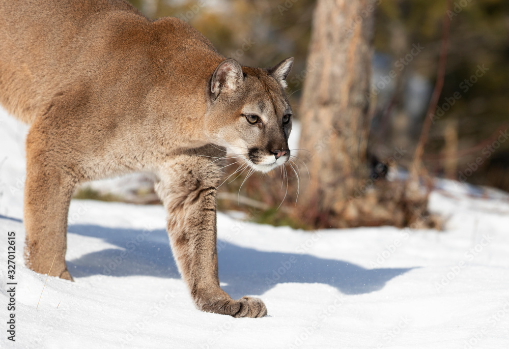 Naklejka premium Cougar lub Mountain lion (Puma concolor) spacerujący w zimie w stanie Montana, USA